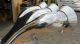 RAPTA Air Enhancer - Aluminum  Big and Ugly Rapta-Catcha Air Enhancer JoeBlo